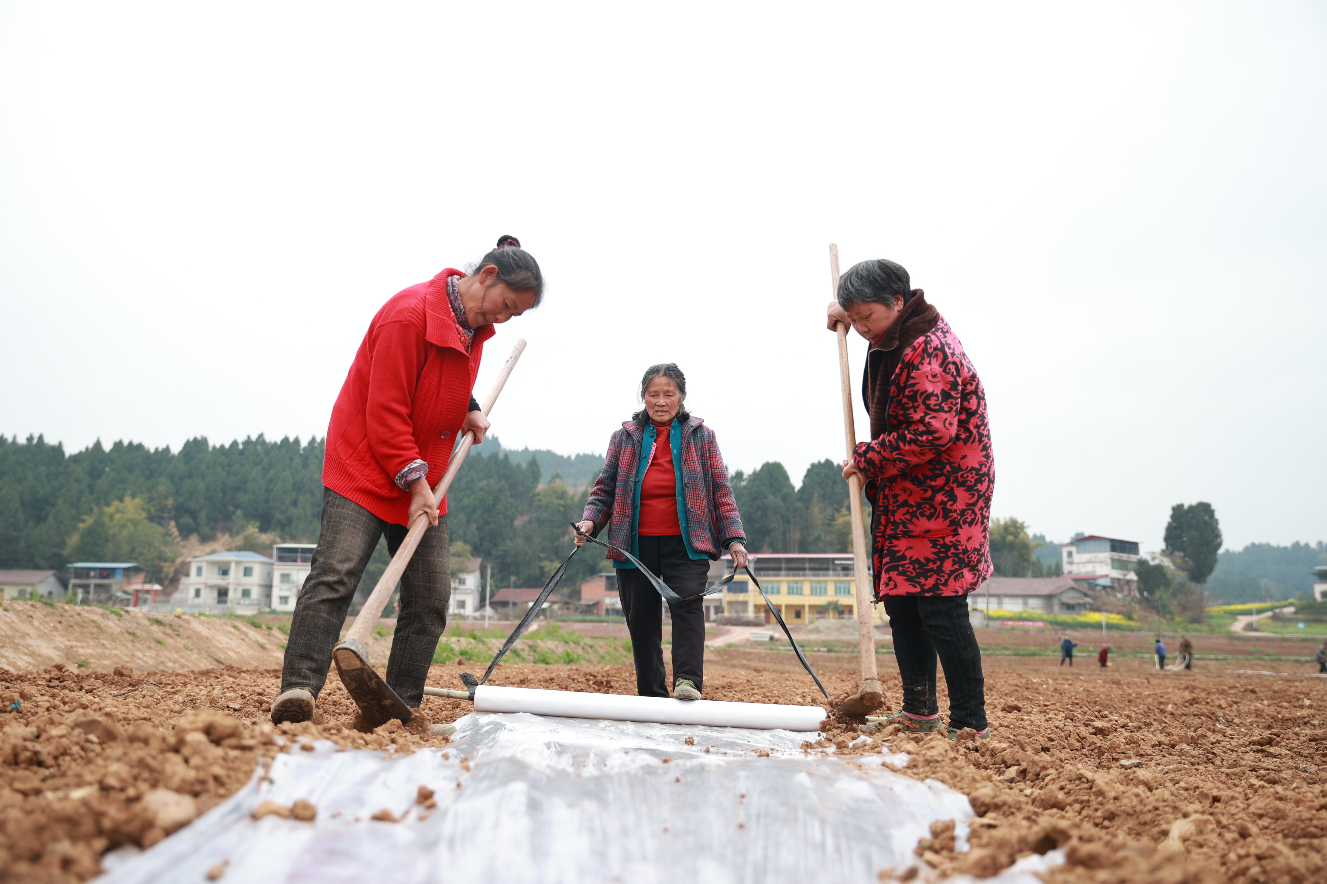 象山镇青龙滩村大豆玉米带状复合种植基地备耕情况 (20).JPG