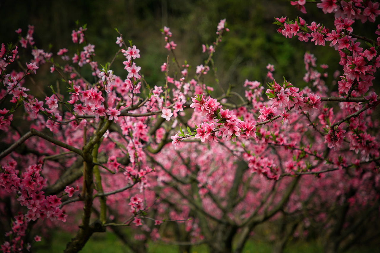 陈秀芳-微信图片_20240324072838.jpg