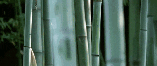 155835mh30mly15mh55195.gif