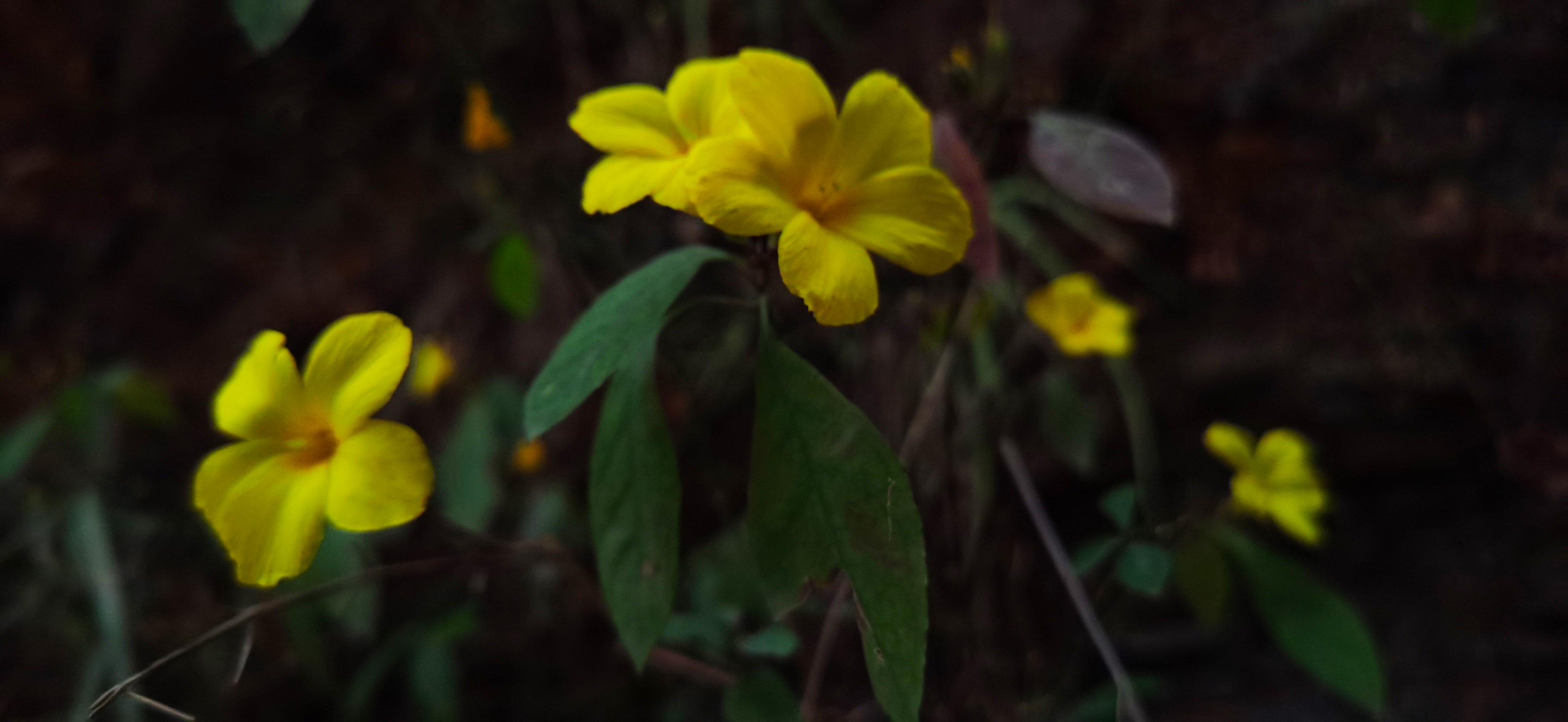 蔡莹莹 山谷里的迎春花 13404027767.jpg