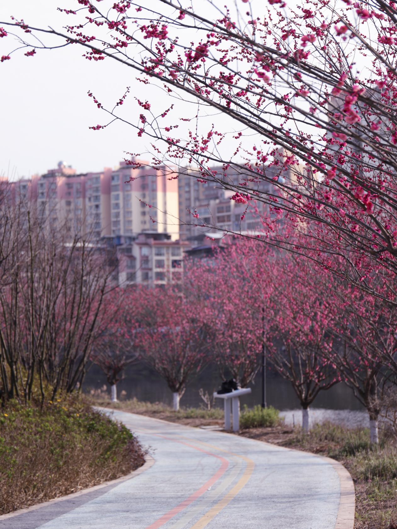 唐琦《春日花径：通向宁静的粉色大道》.jpg