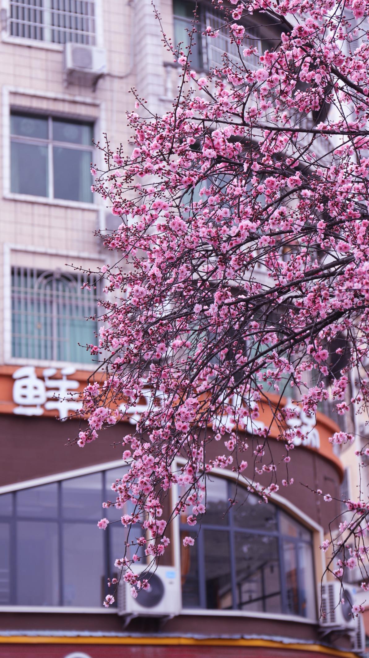 唐琦《春日盛景：梅花树下的静谧时光》.jpg