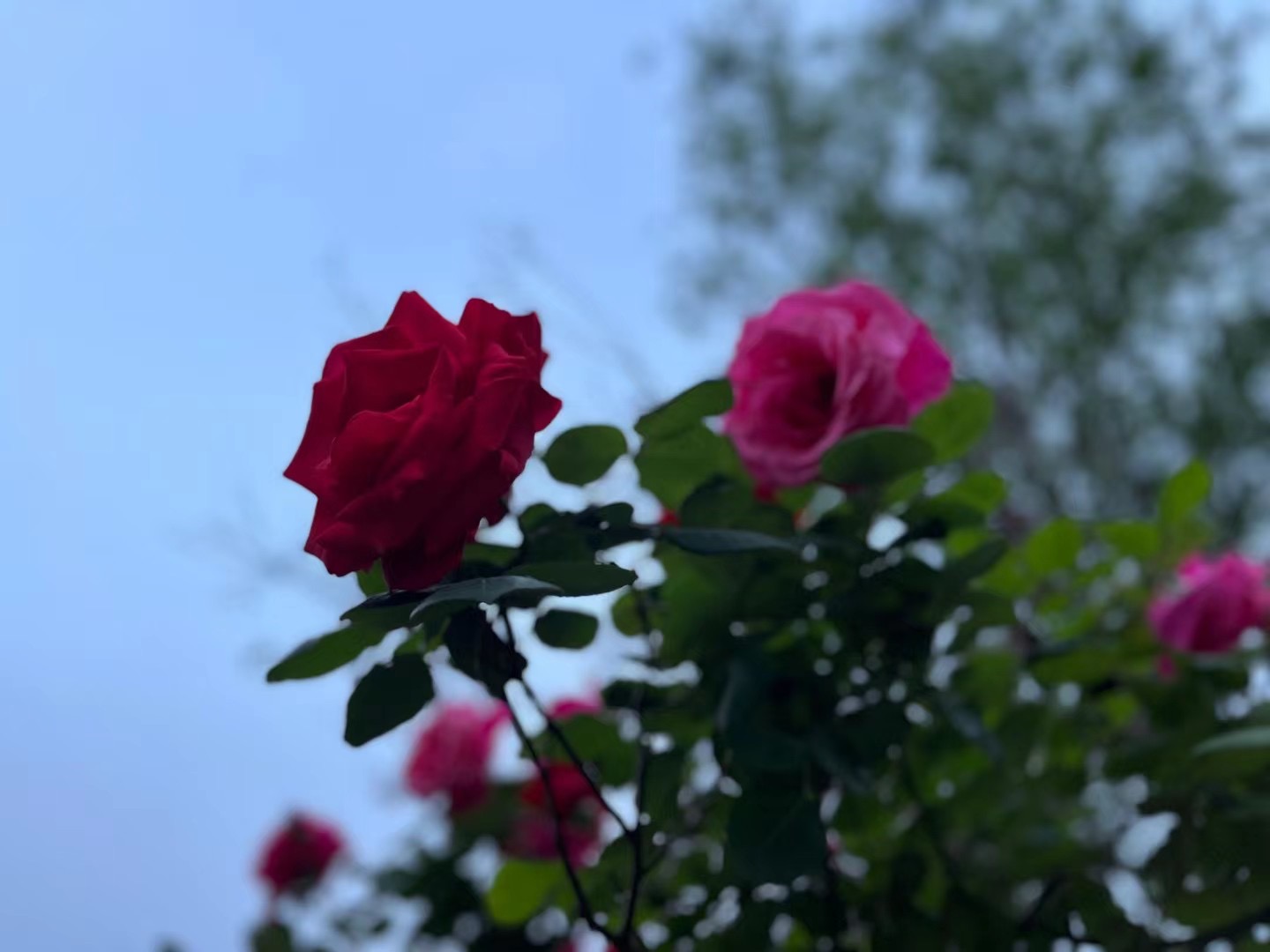 胡亚萍《春阳下的赤焰》2.jpg