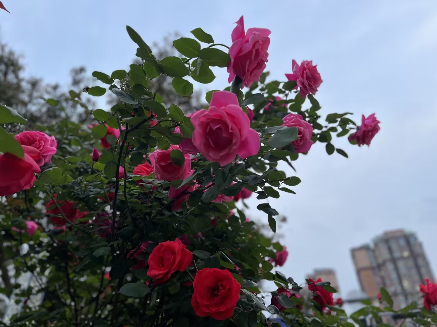 胡亚萍《春阳下的赤焰》1.jpg