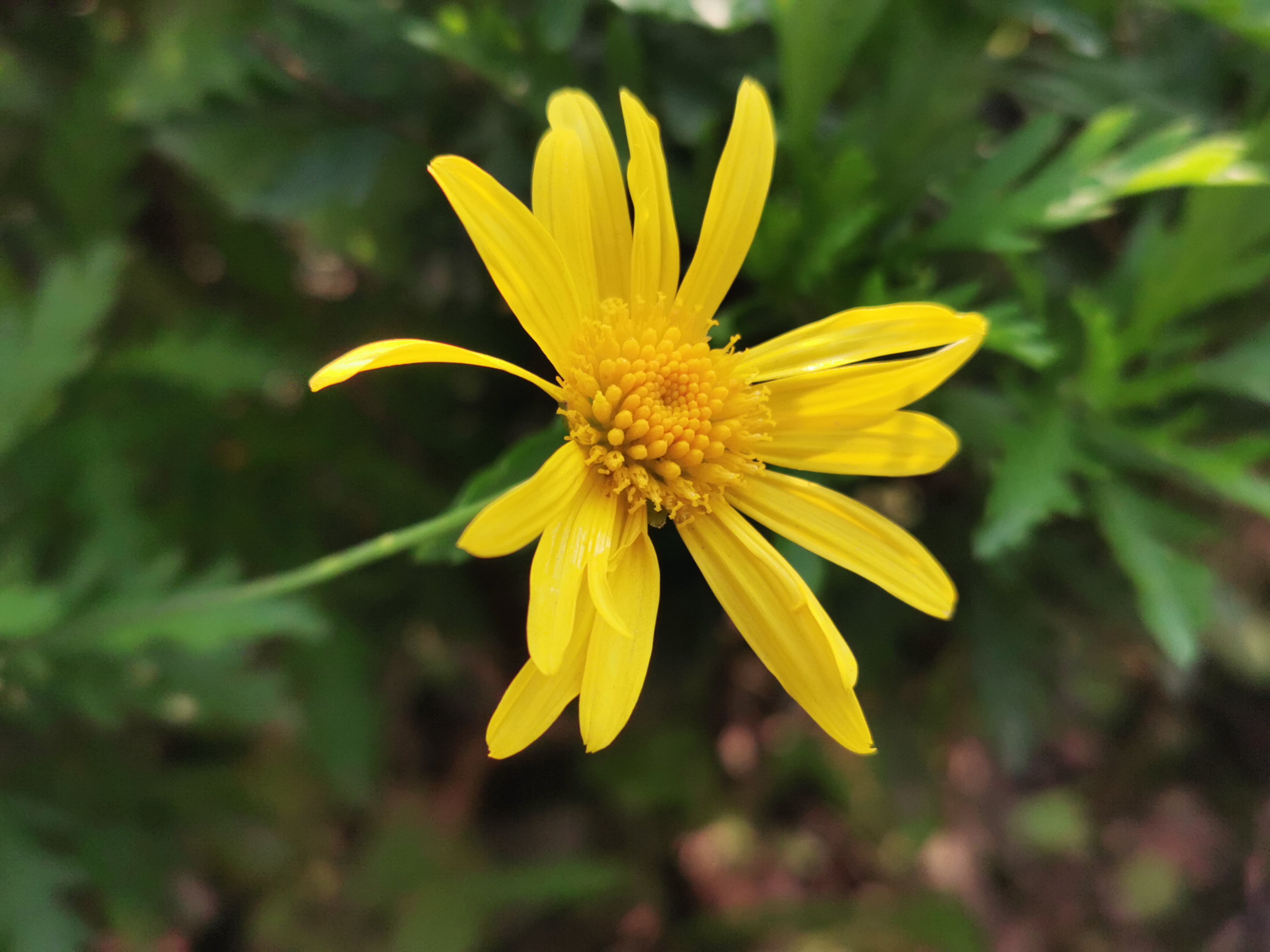 阿芳-大英的春色IMG_20250407_081746.jpg
