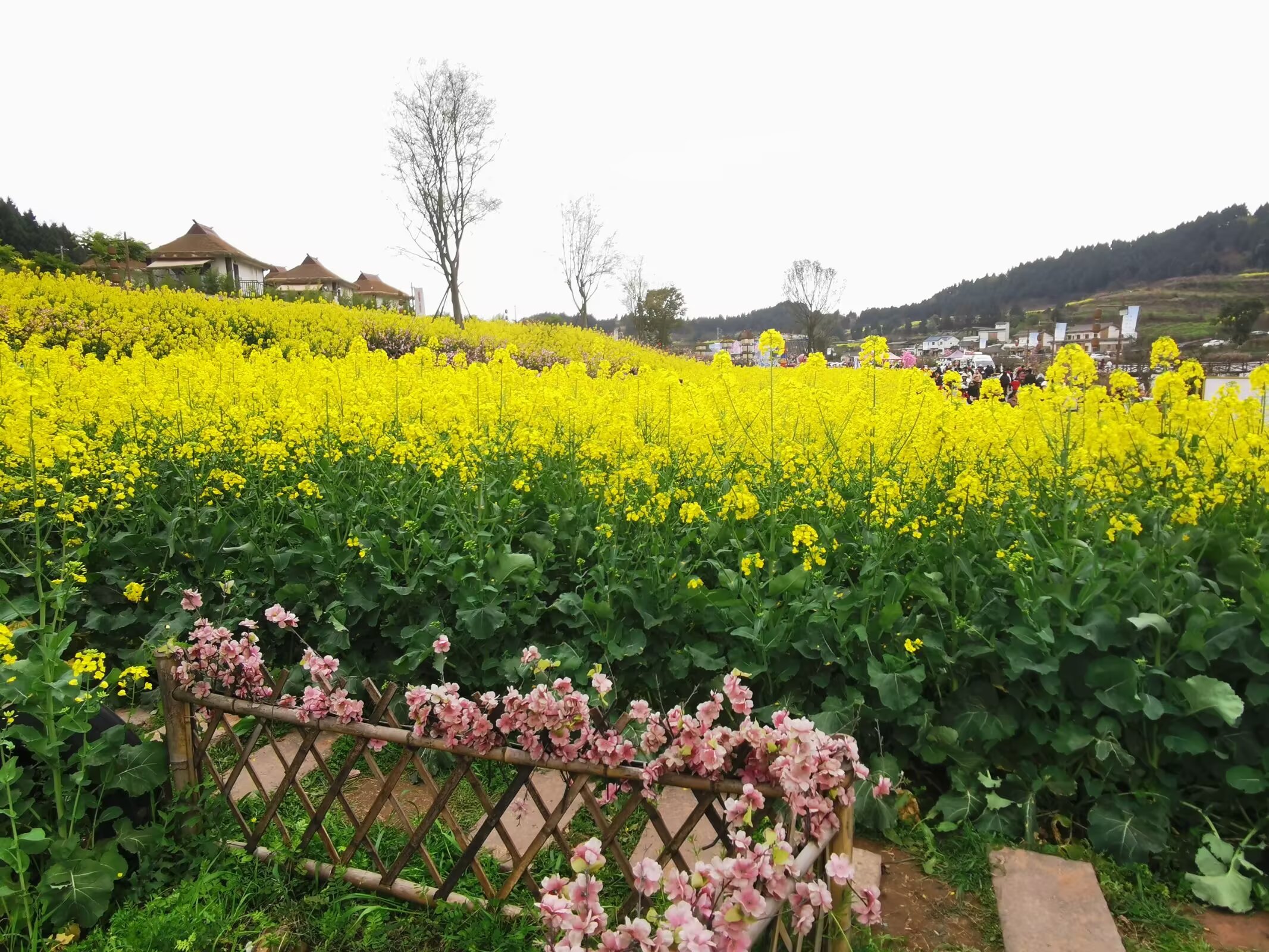 阿芳-大英的春色Image_718329142391430.jpg