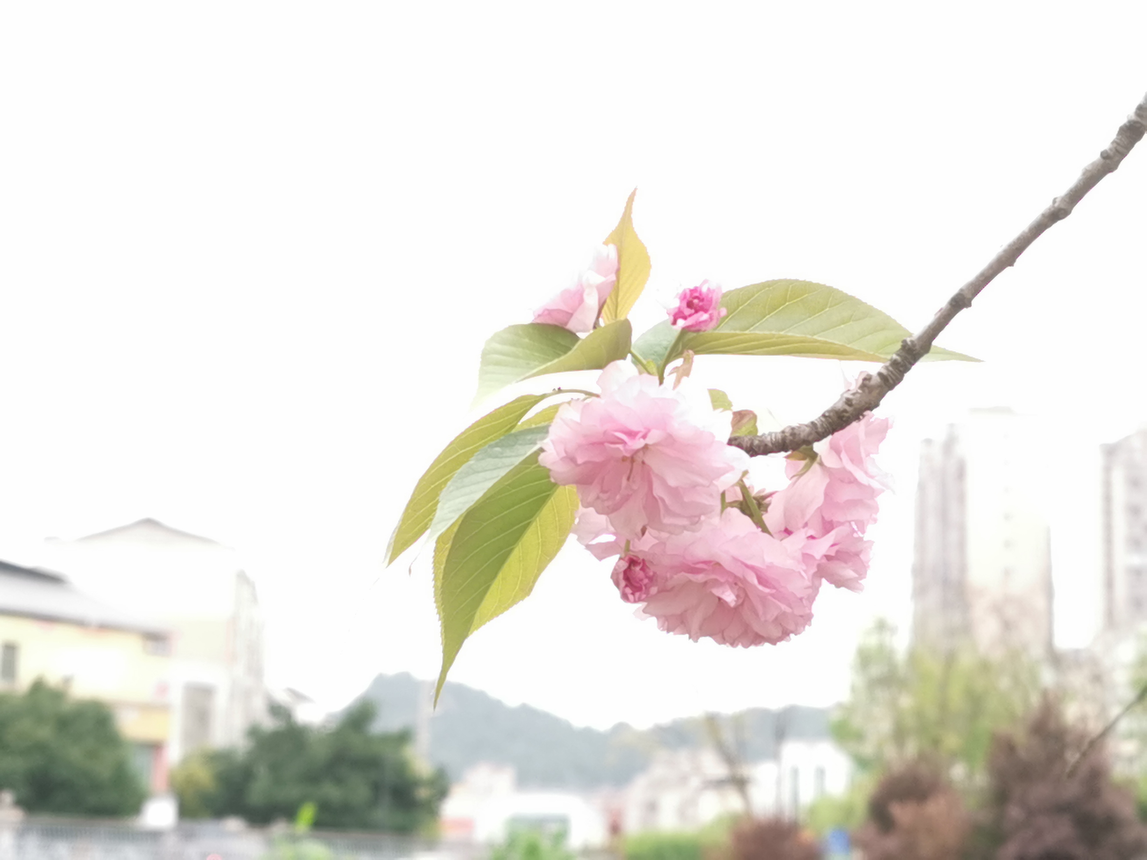 阿芳-钱芳15881917151-大英的春色IMG_20250405_164113.jpg