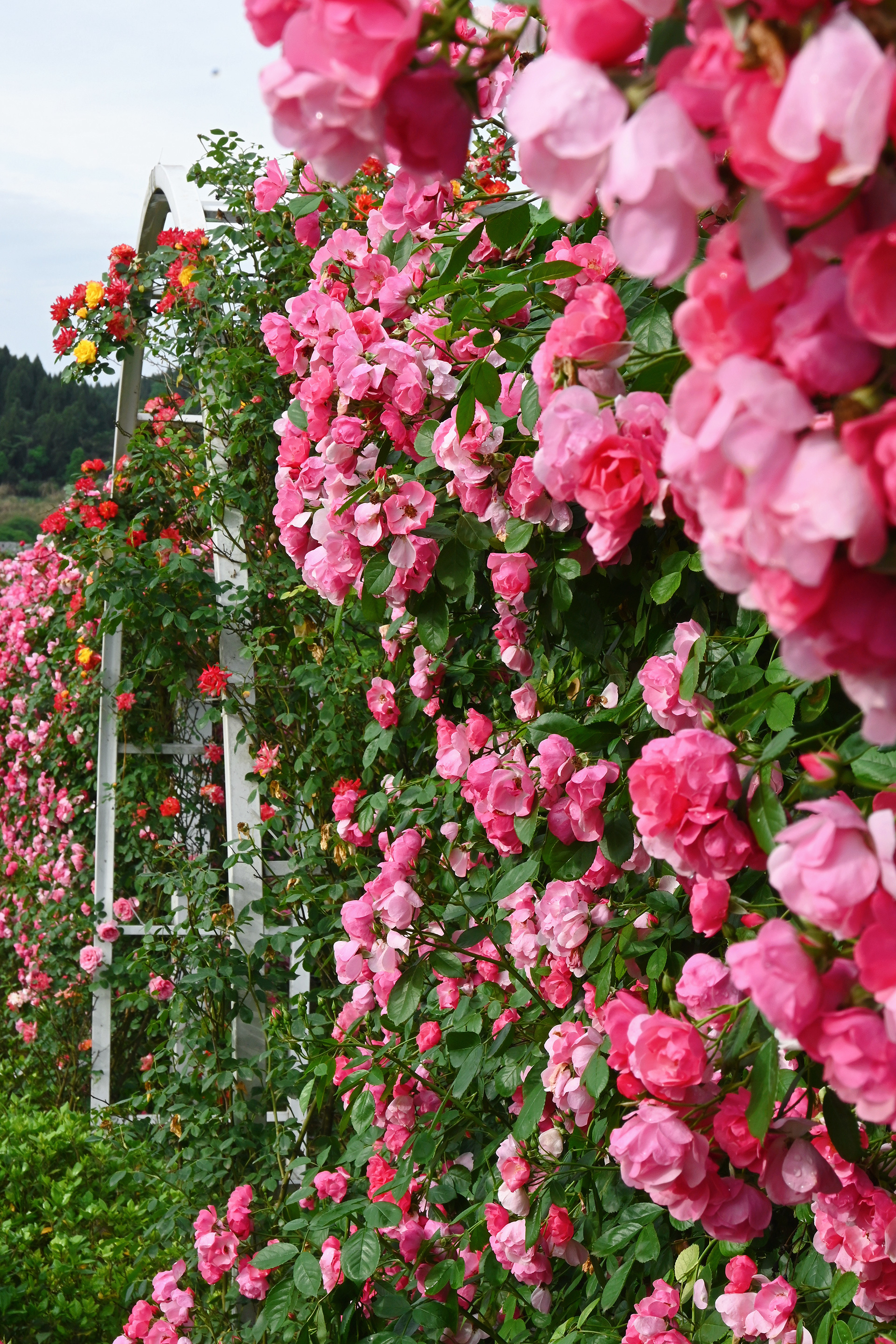web涂雨《繁花似锦》15680651910隆盛土门垭蔷薇花墙.jpg