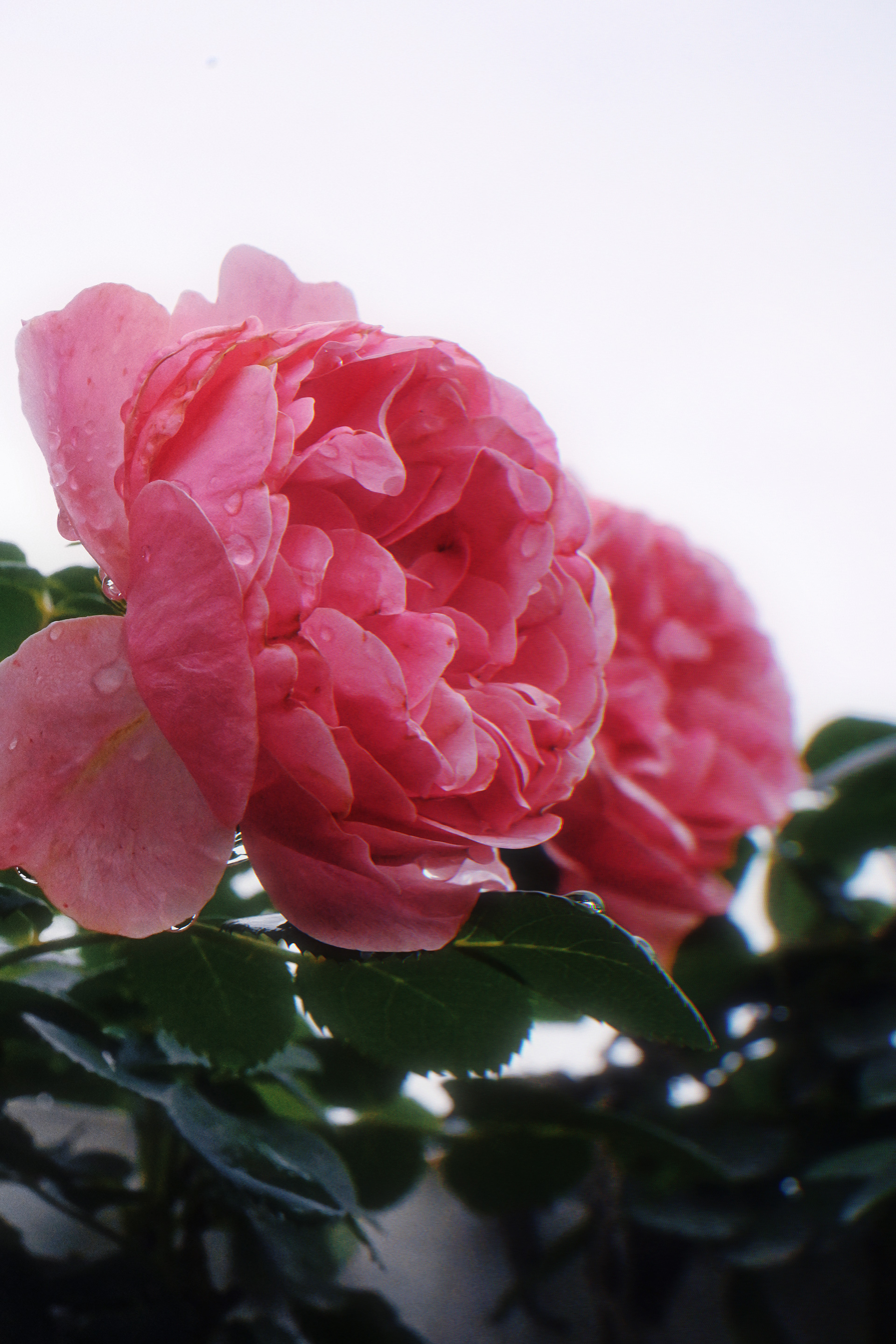 web涂雨《绯色花韵》15680651910隆盛土门垭蔷薇花墙.jpg