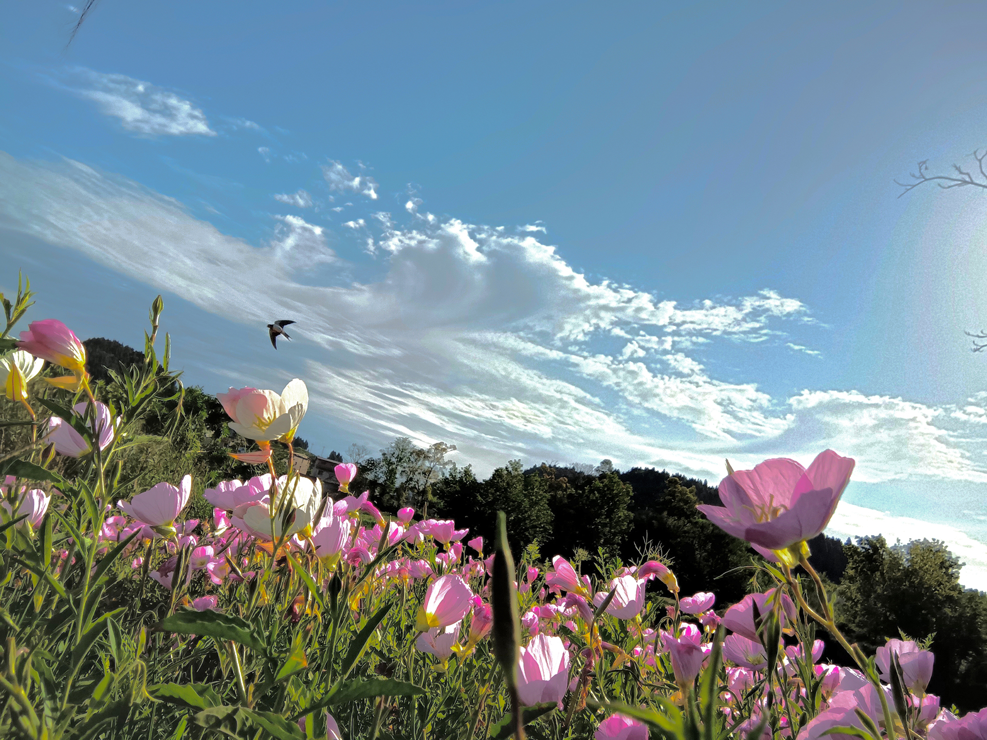 web杨雨欣，《静花飞羽》，18728503796，土门垭.jpg