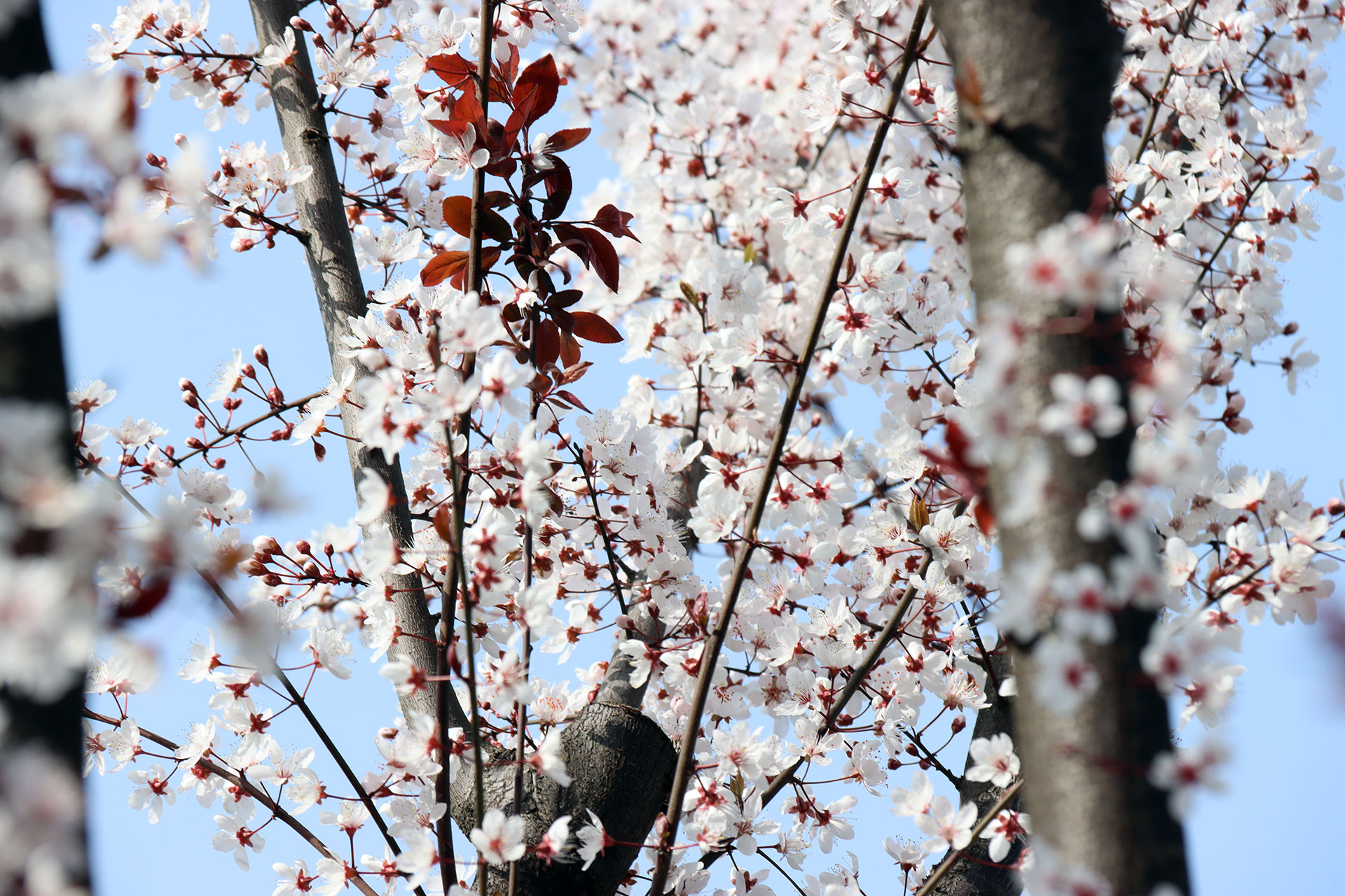 web钱娇＋郪江湿地·紫叶李之春IMG_1762.jpg