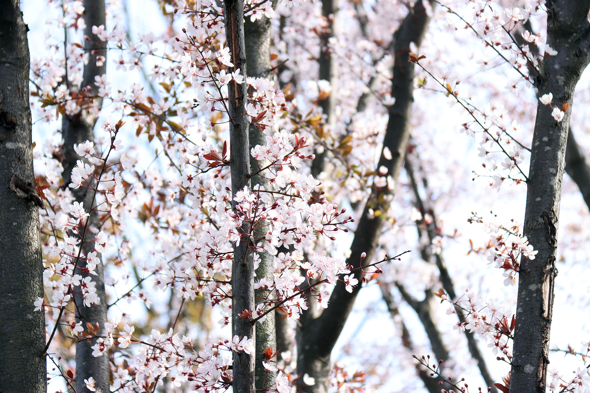 web钱娇＋郪江湿地·紫叶李之春IMG_1741.jpg