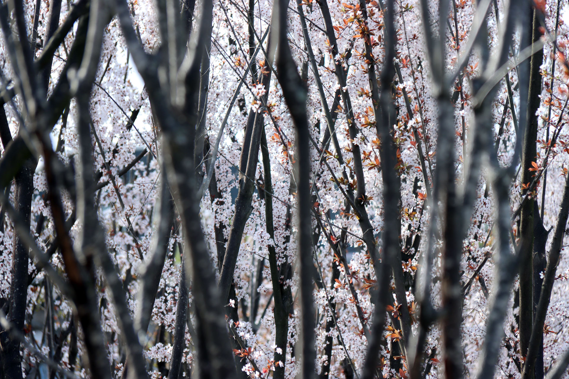 web钱娇＋郪江湿地·紫叶李之春IMG_1758.jpg