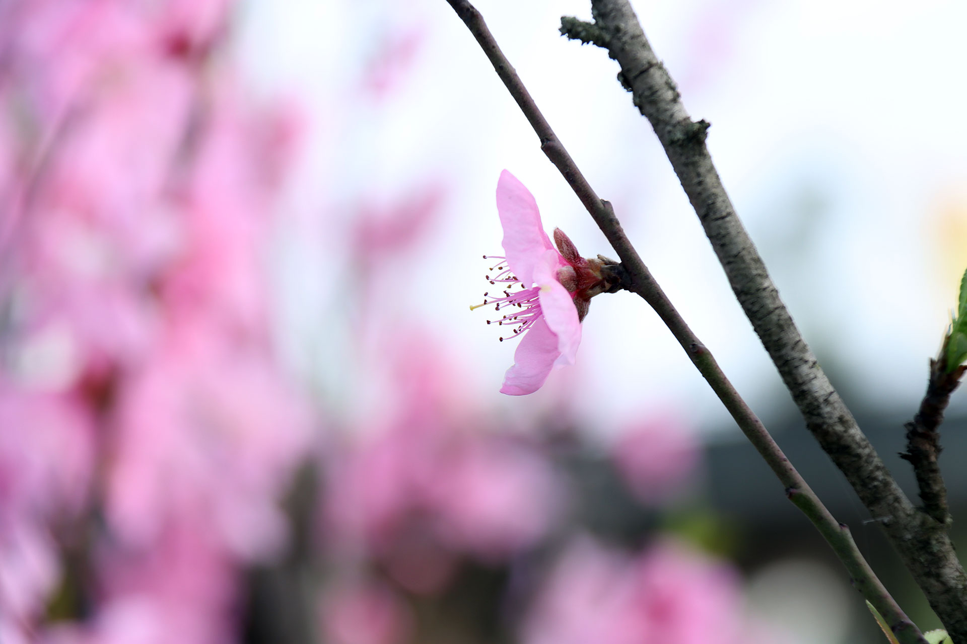 web刘环宇 春约·桃与卿IMG_1533.jpg