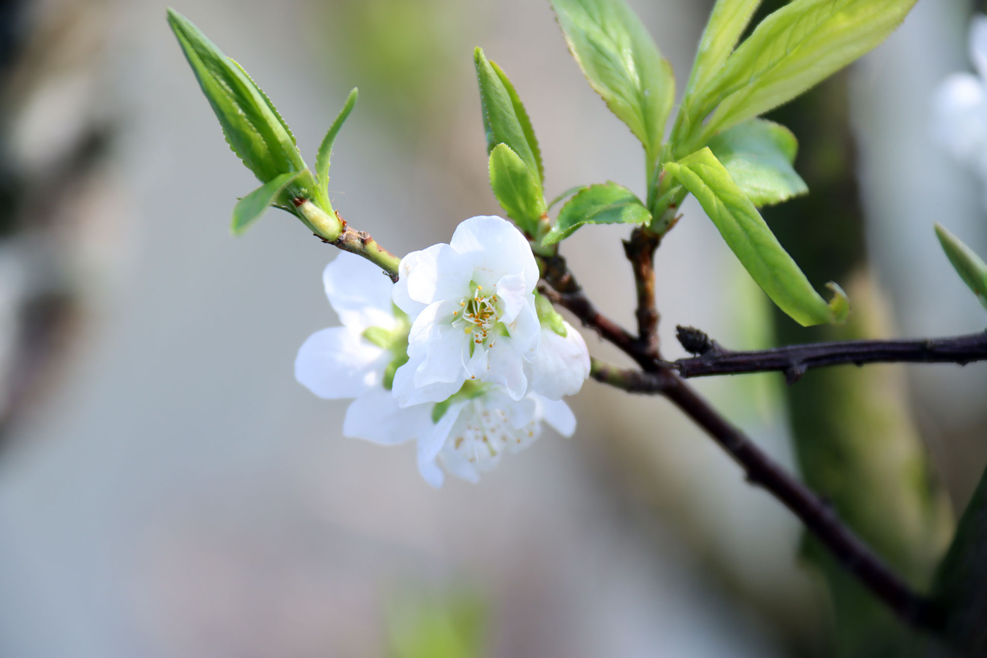 web雷巧琳 三月河畔梨花雪-定格春日浪漫诗篇IMG_1592.jpg