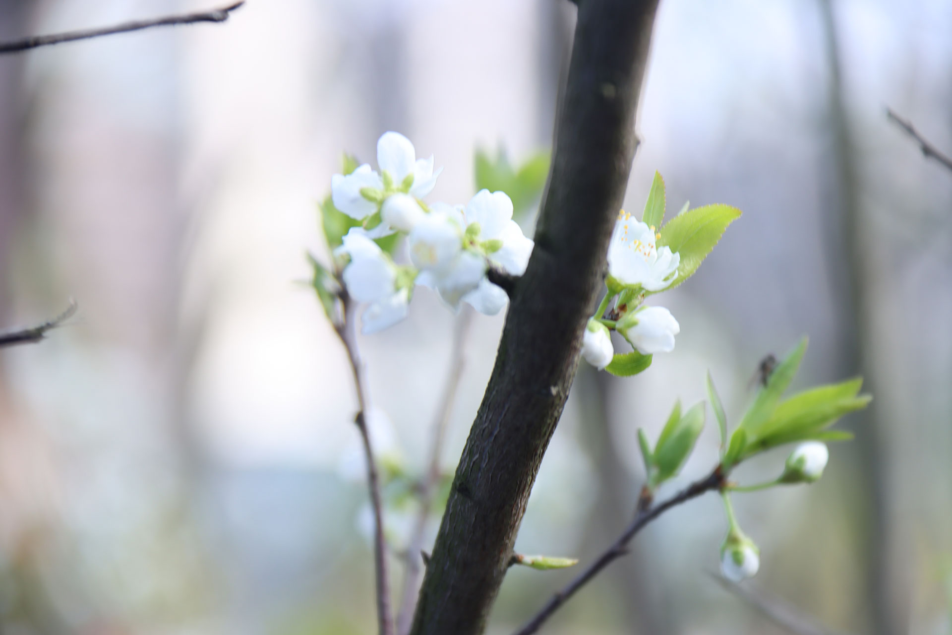 web雷巧琳 三月河畔梨花雪-定格春日浪漫诗篇IMG_1593.jpg