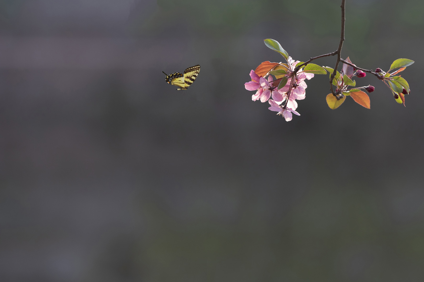 严洁《蝶恋花》 严洁.jpg